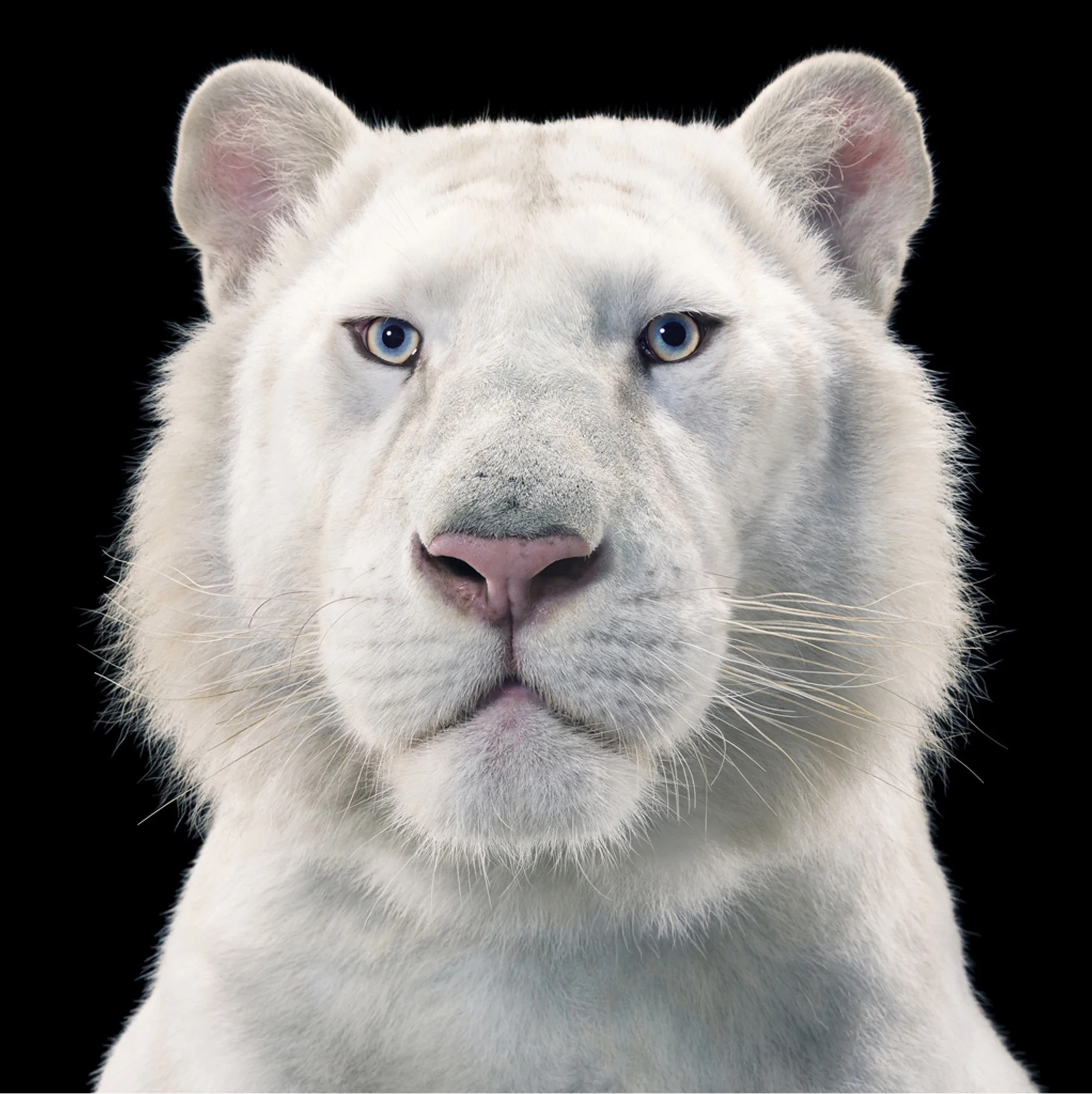 Snow White Tiger by Tim Flach