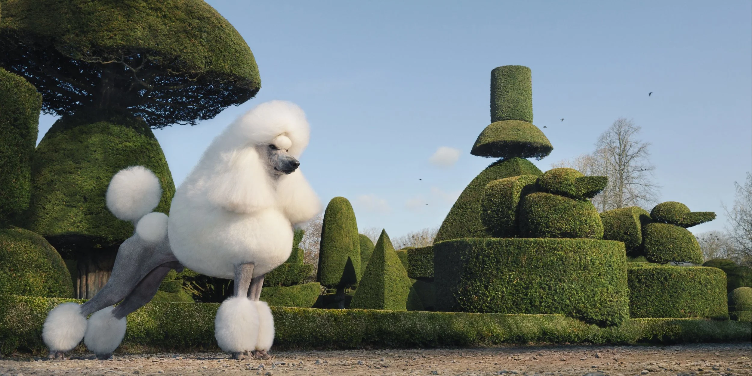Topiary by Tim Flach
