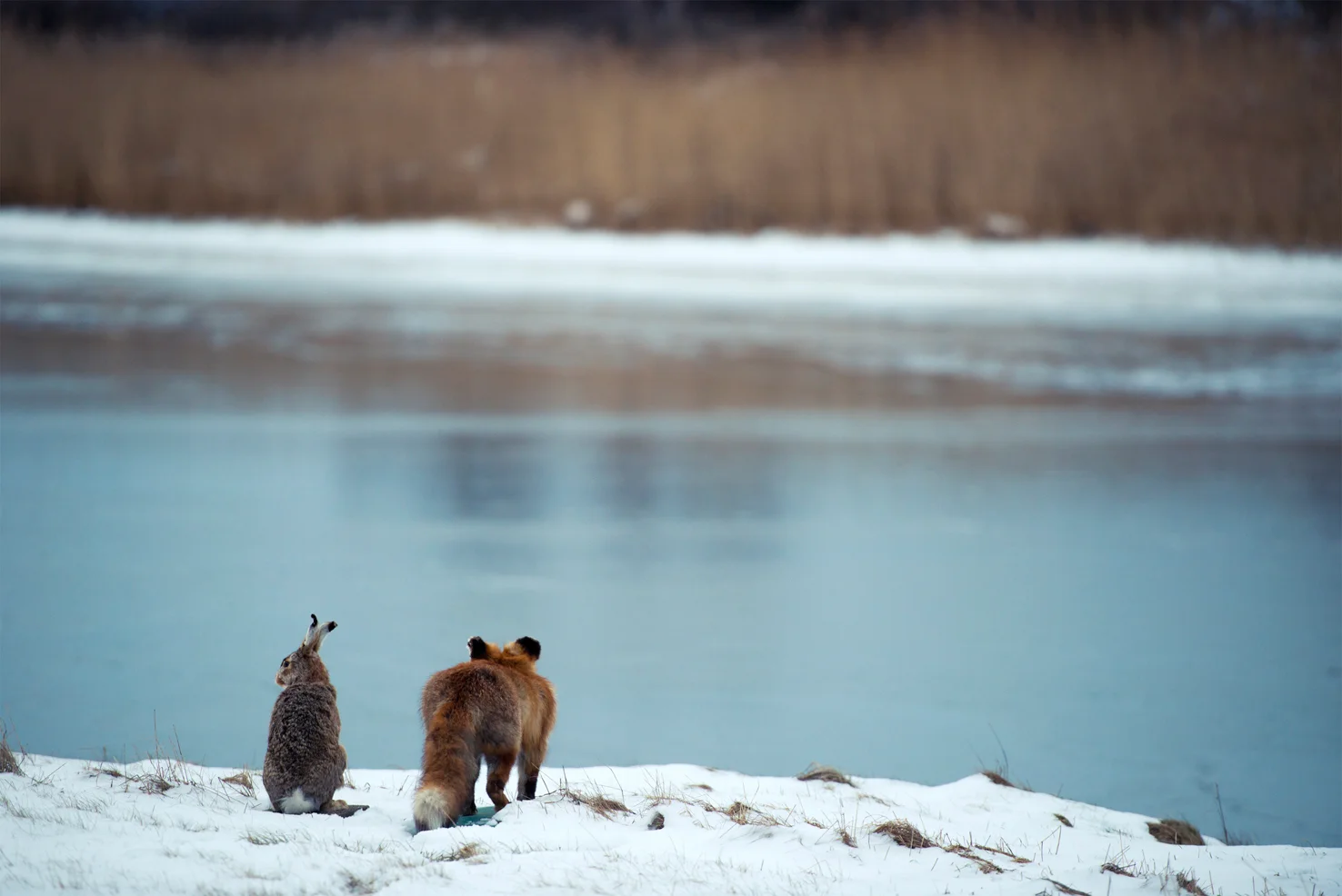 fox_rabbit joakim blomqvist.jpg