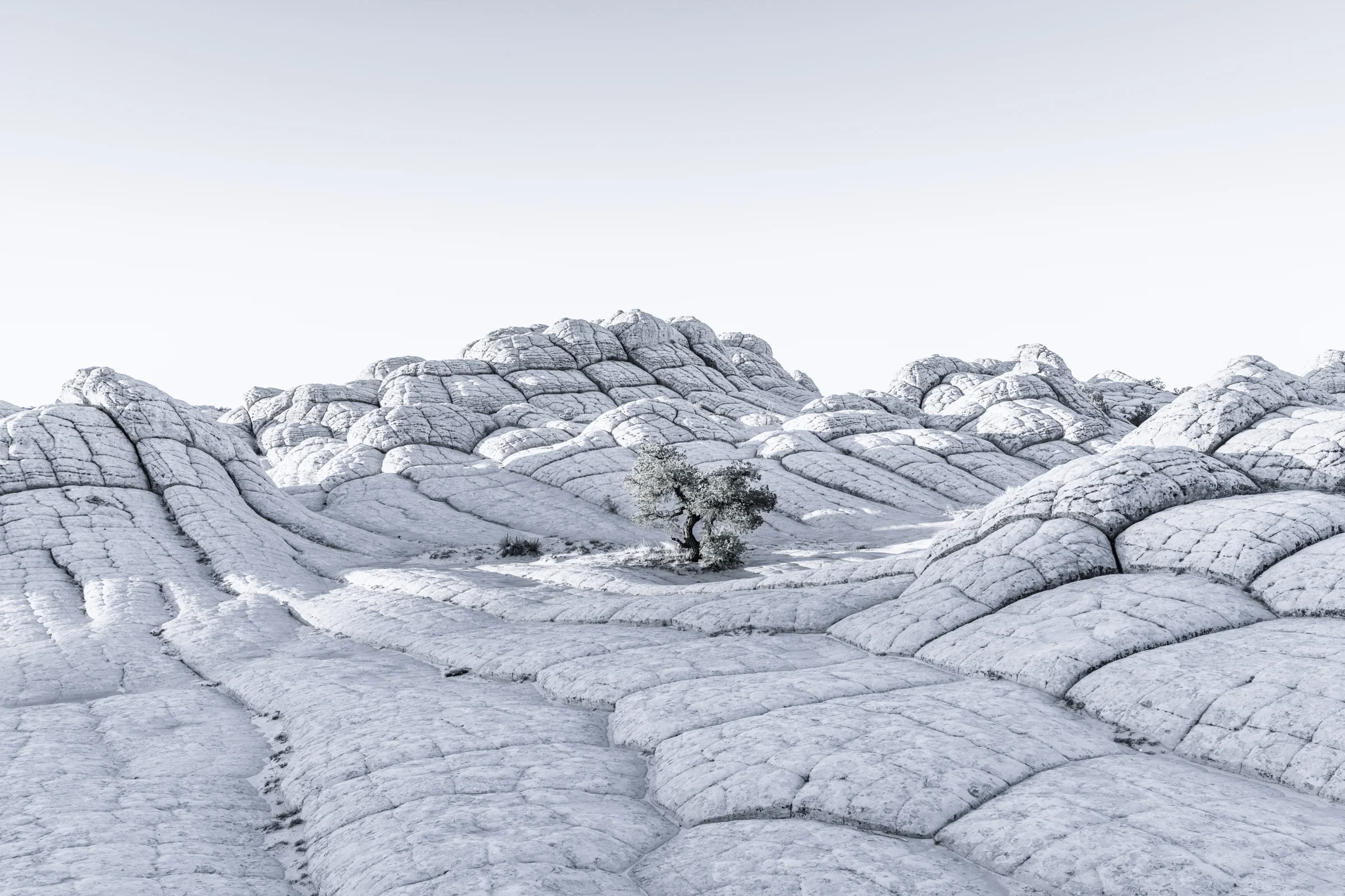 Lonely Tree II