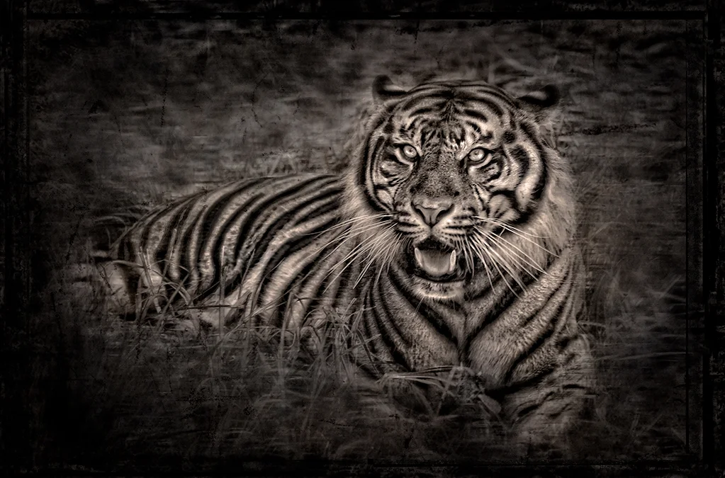 william ropp tiger.jpg