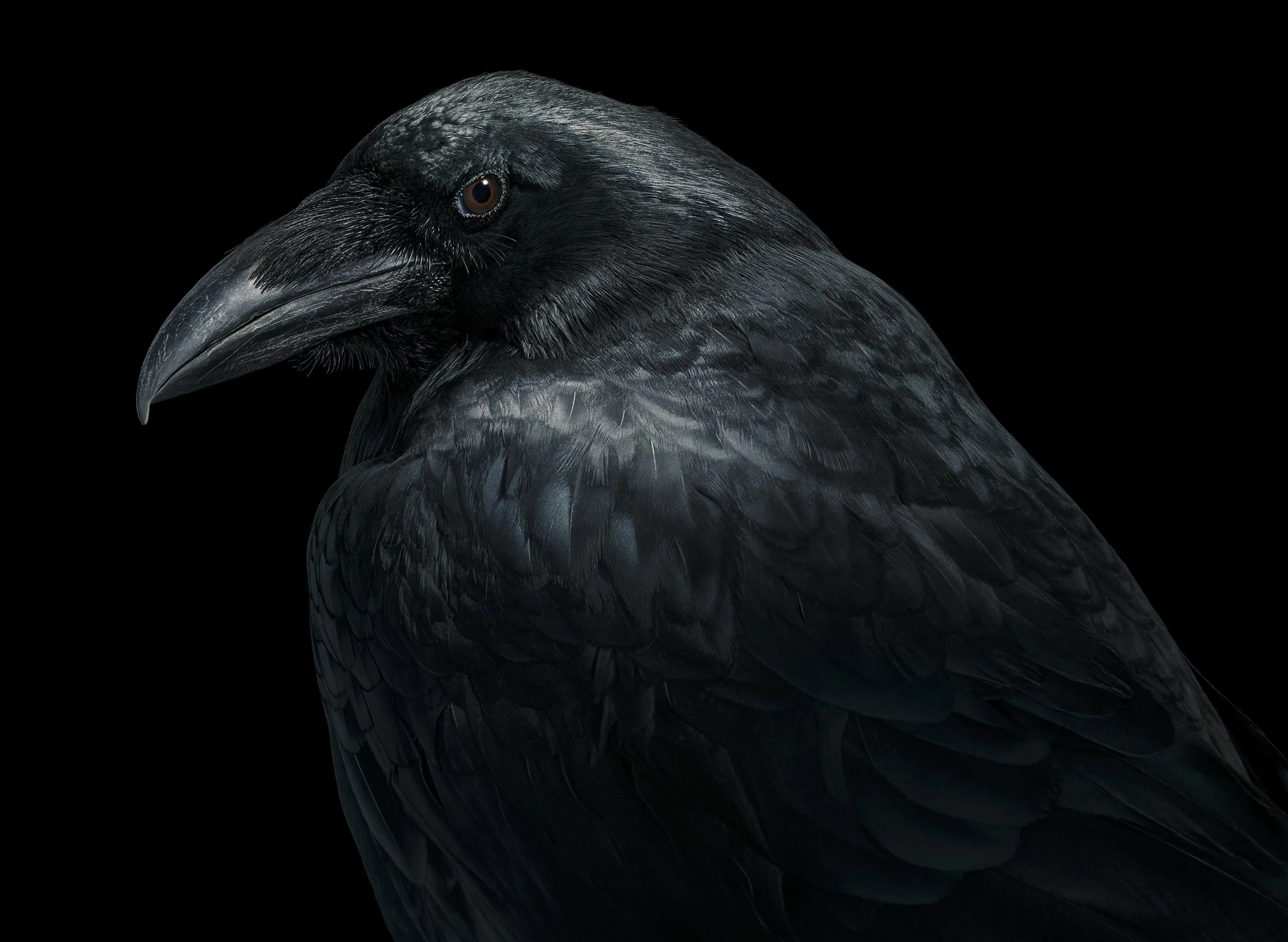 Birds by Tim Flach
