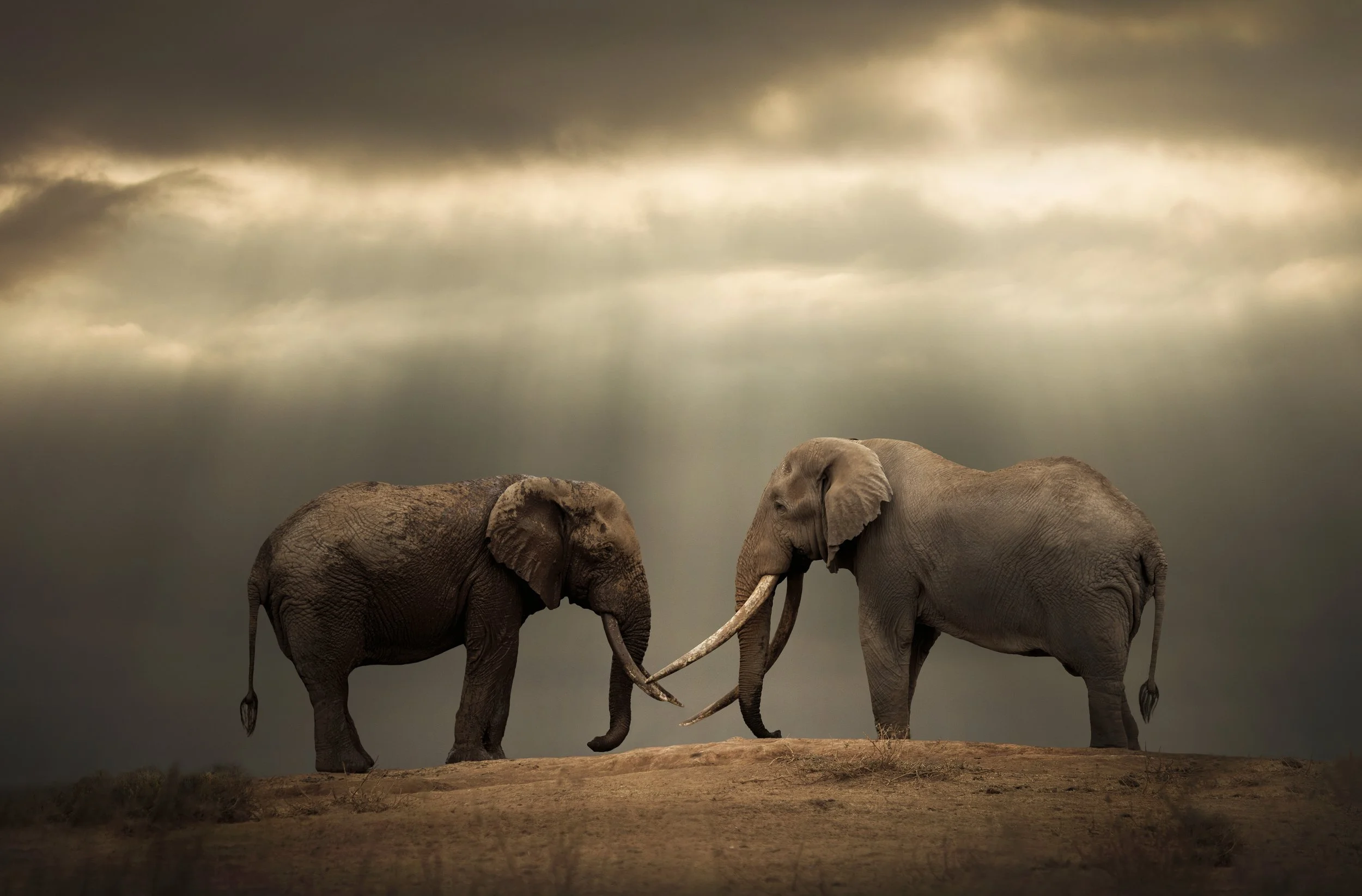 Systrarna Axelsson - Björn Persson