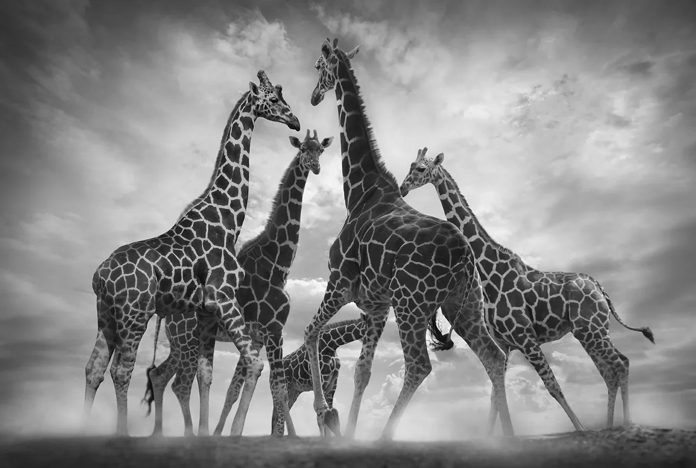 DANCE_OF_THE_GIRAFFES-jpg.webp