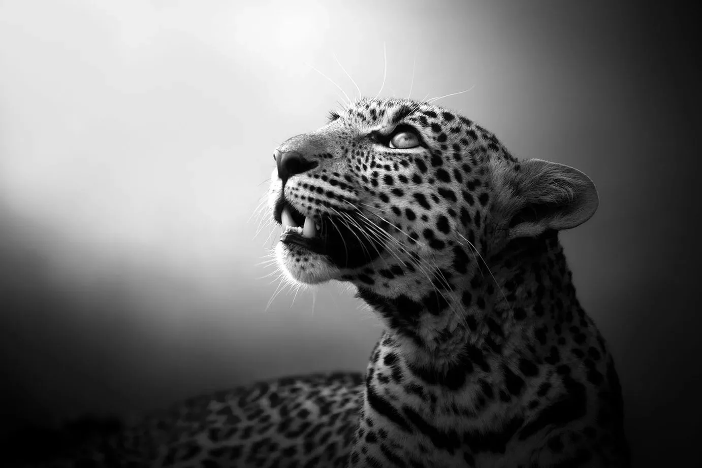 soul_of_the_leopard-jpg.webp