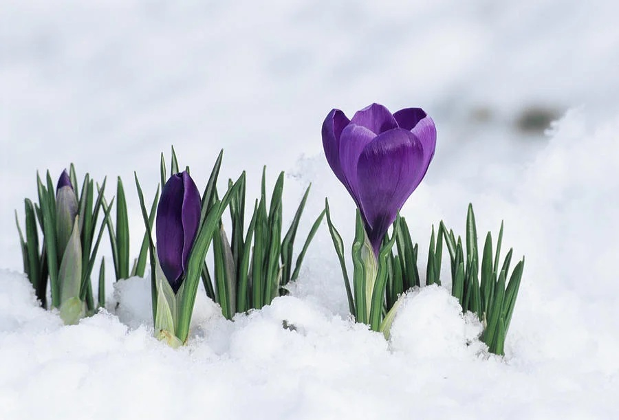 crocus-flower-in-the-snow-david-aubrey.jpg