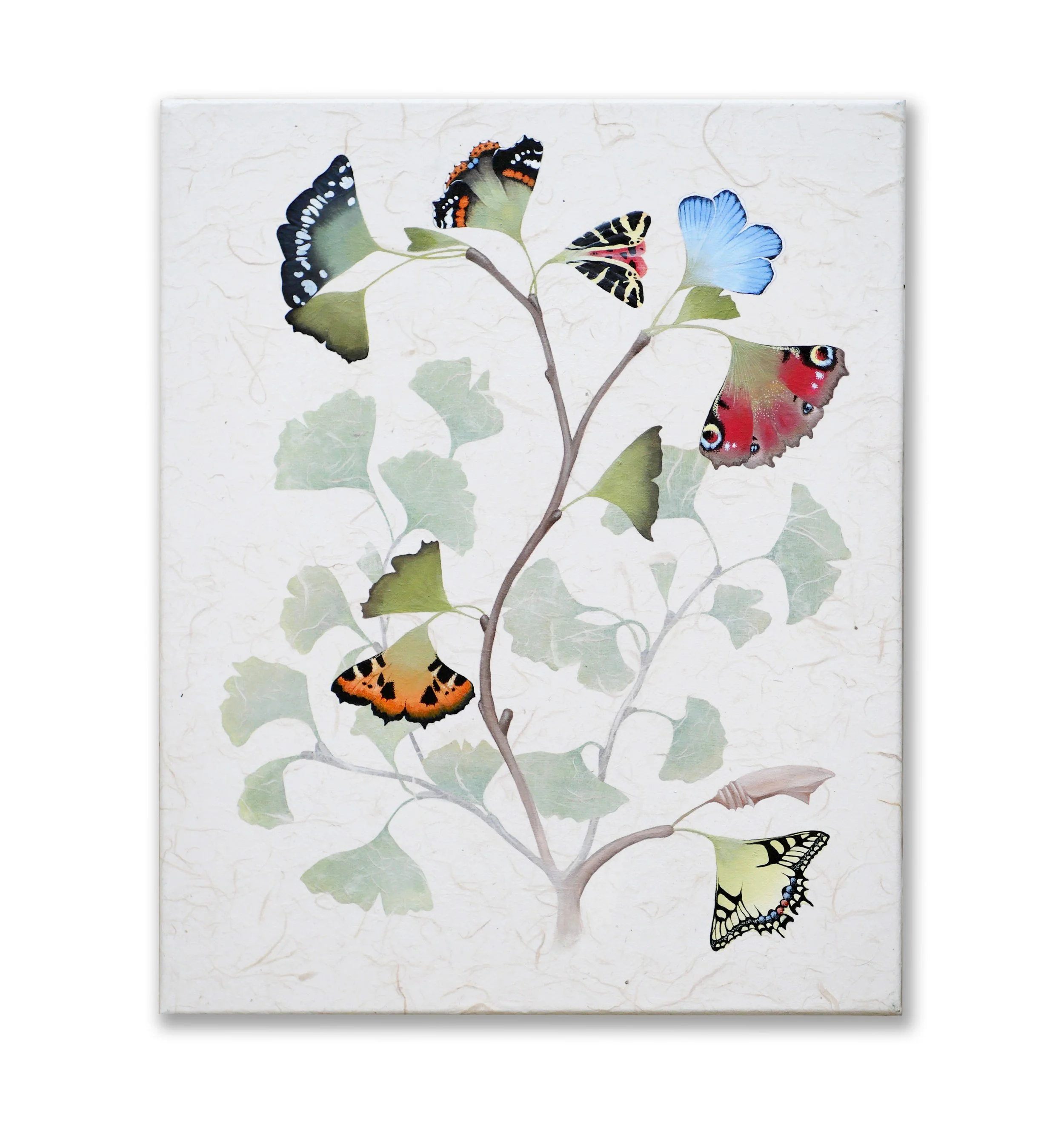 Ginkgo lepidoptera