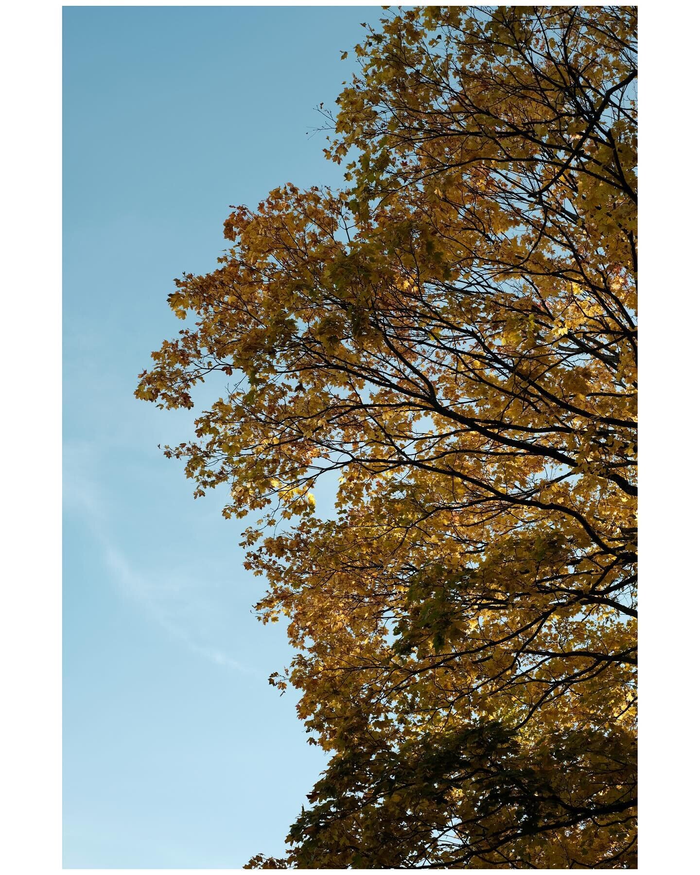 Yellow leaves

Stockholm, Sweden
October 2023

#stockholm #visitstockholm #viewstockholm #sweden #sverige #fall #leaves