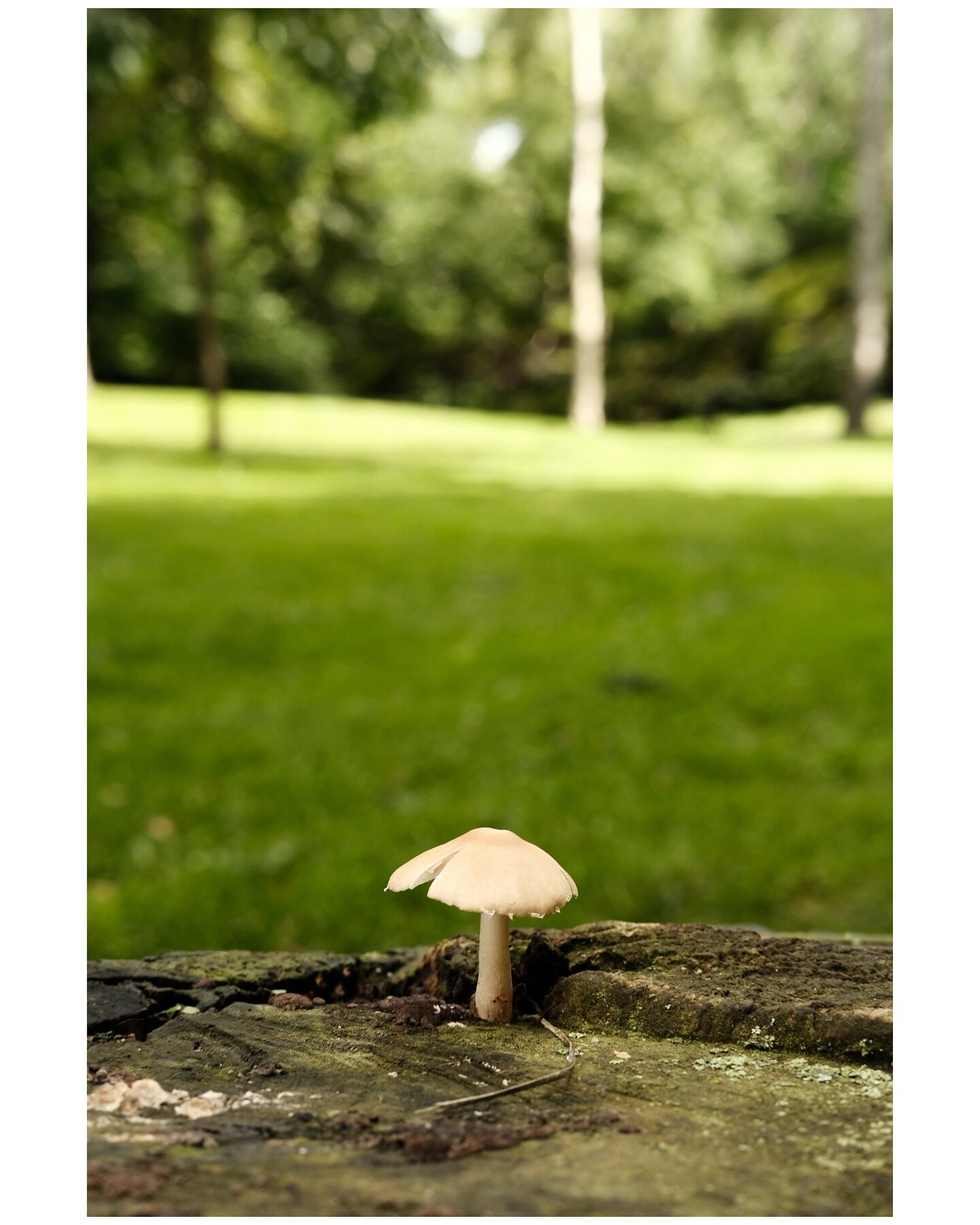 Lil fungi
Stockholm, Sweden
August 2023

#fujifilm_xseries #fujifilmnordic #fujifilmxpro3 #xpro3 #fujifilm #fujifilm_global #fujifilmfocus #myfujilove #fujimag #stockholm #visitstockholm #viewstockholm #sweden #sverige #fungi #nature