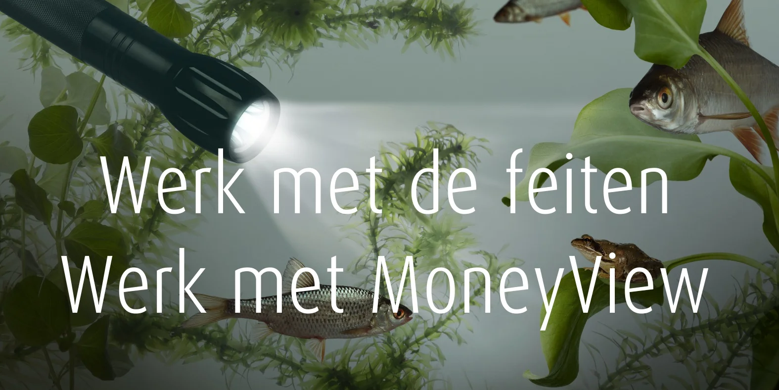 Moneyview_Torch3.jpg