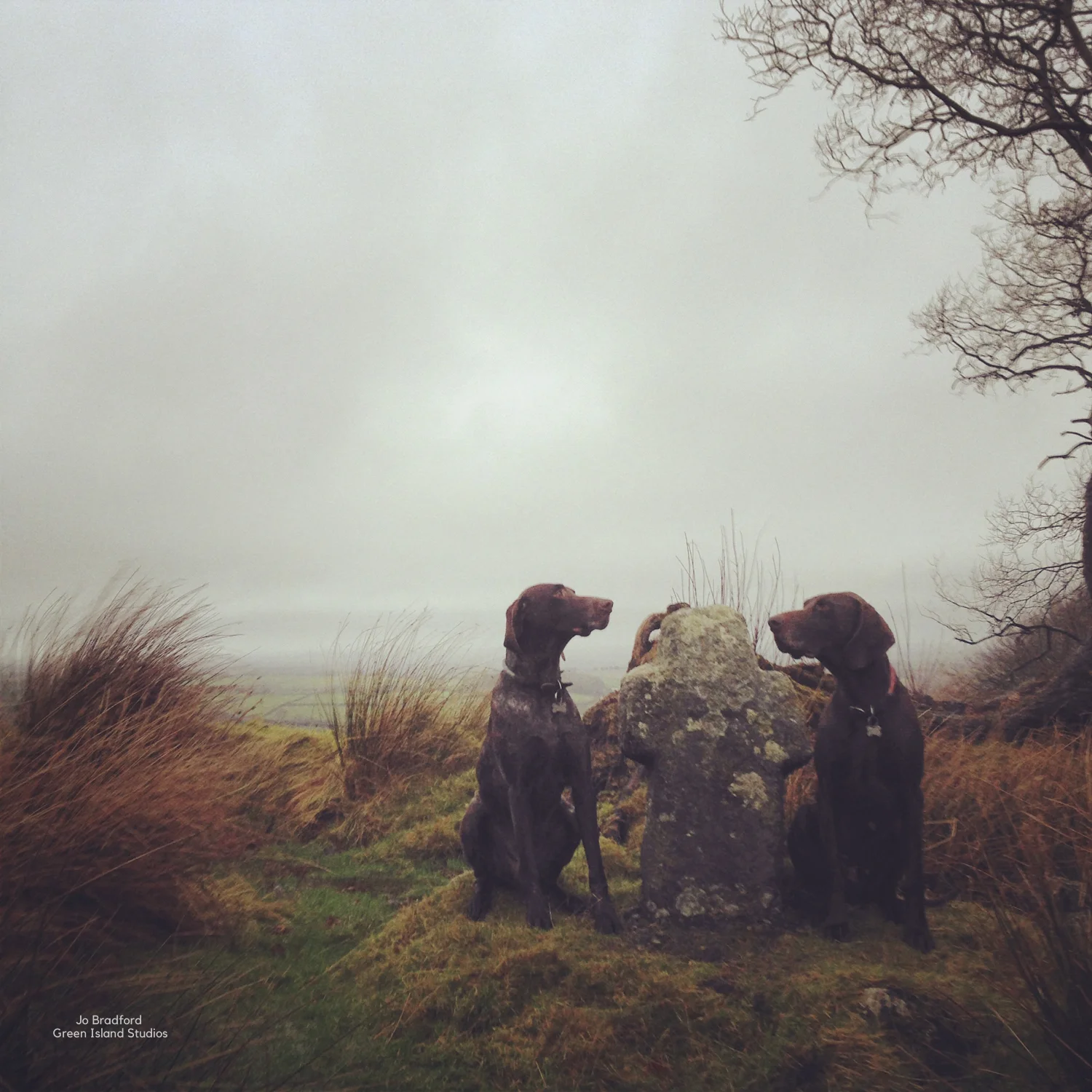 Jo has two children and 2 German Pointer dogs. She spends what little spare time she has trail and road running. Her favourite racing distance is a 10 miler.