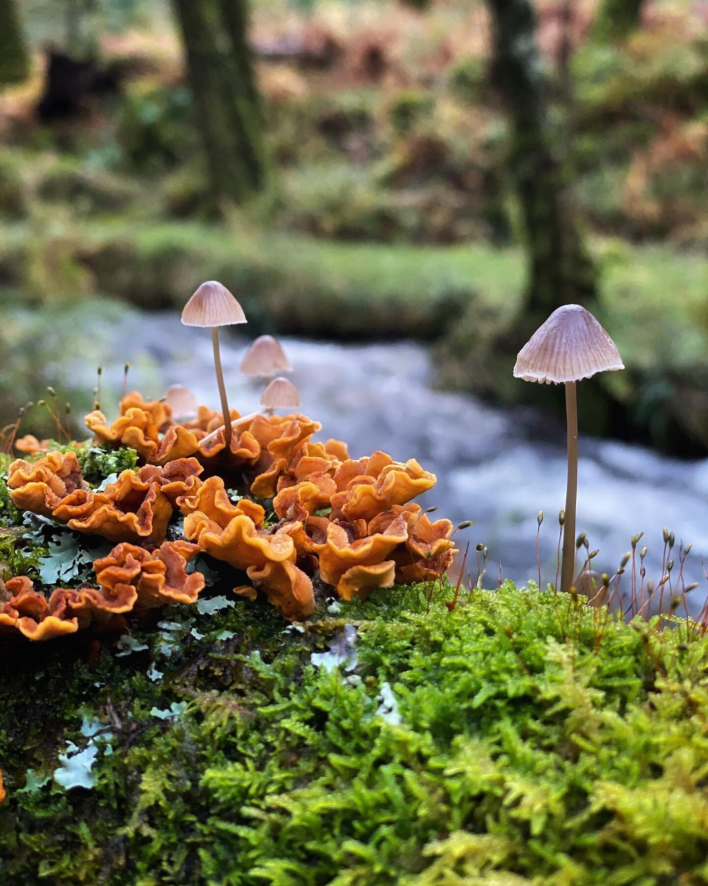 It&rsquo;s #fungioftheworldweekend and I am therefore sharing this with you!