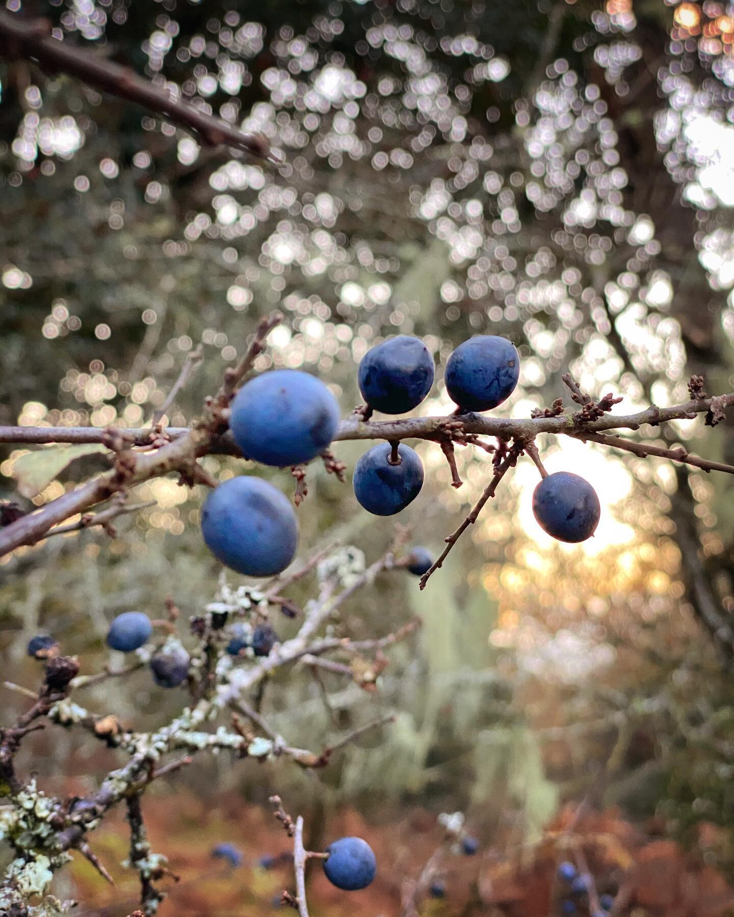 Possibly a clich&eacute; to mention Keats&rsquo; words about autumn being the season of mist and mellow fruitfulness but seeing the abundance of sloes here at the moment makes one think it nonetheless