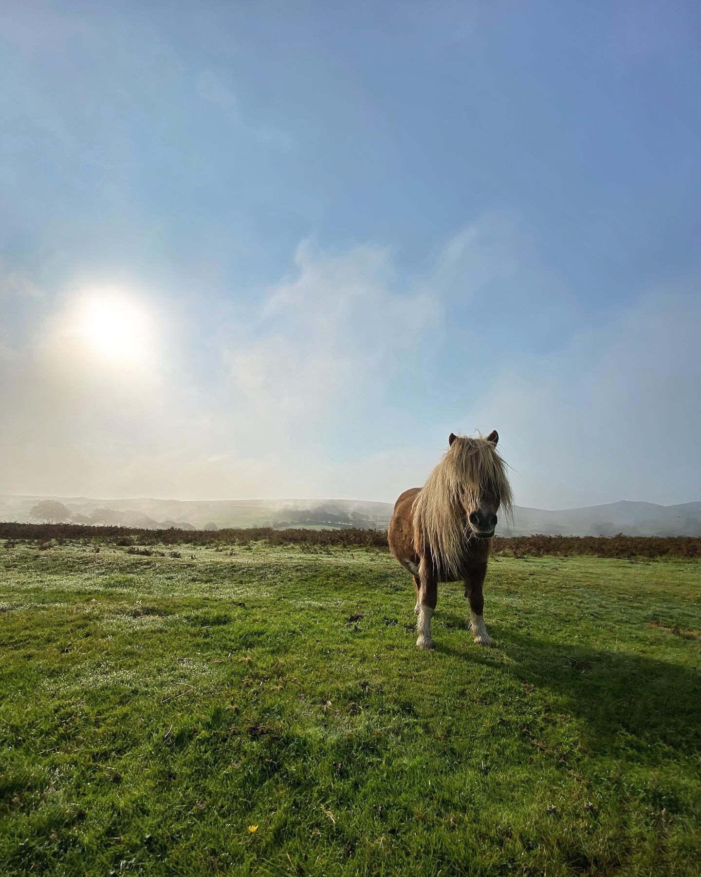 It&rsquo;s been a week of misty mornings and sunny afternoons. Classic late summer weather for Dartmoor.