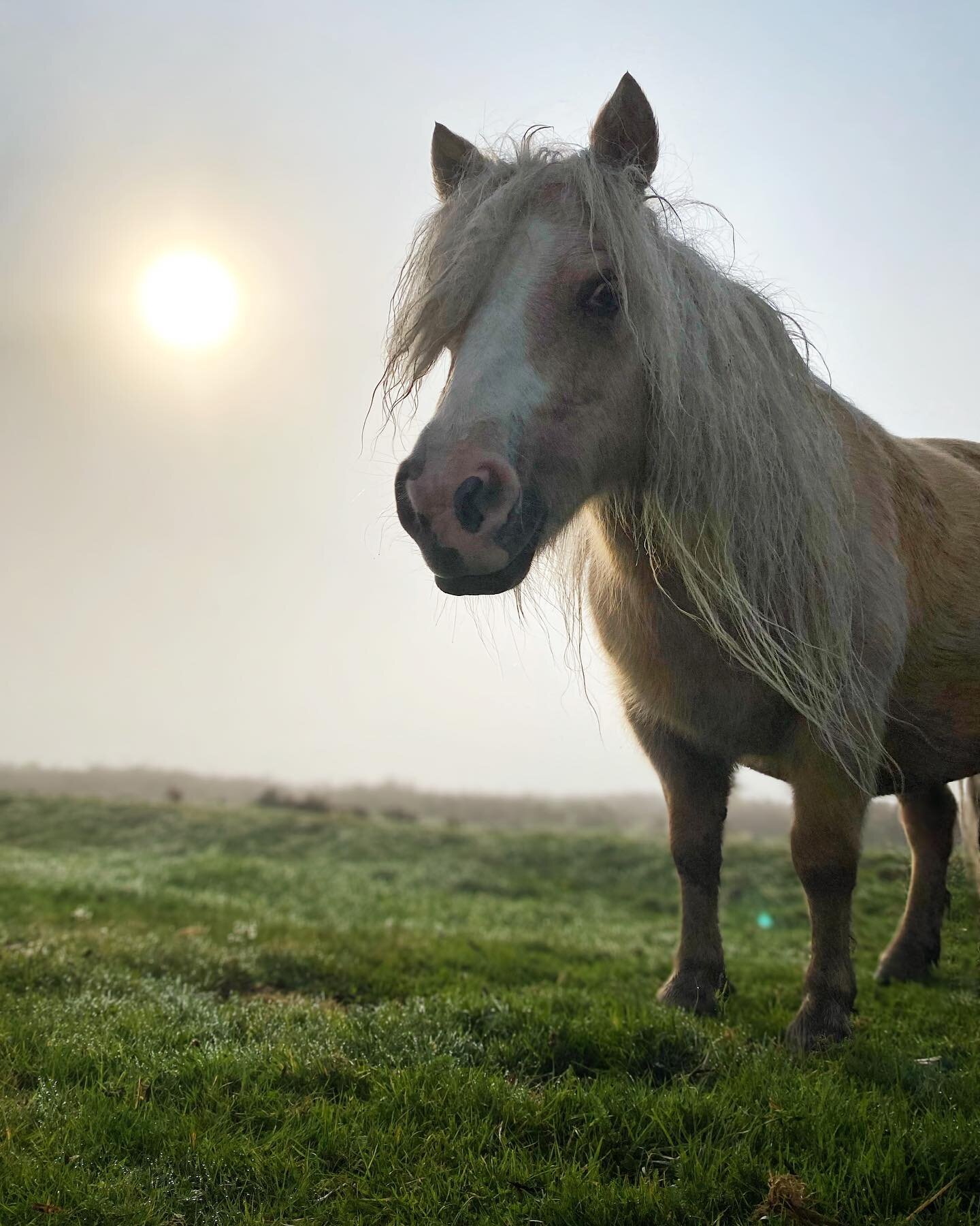 Here&rsquo;s a local pony in the Dartmoor mist to get Monday rolling along nicely