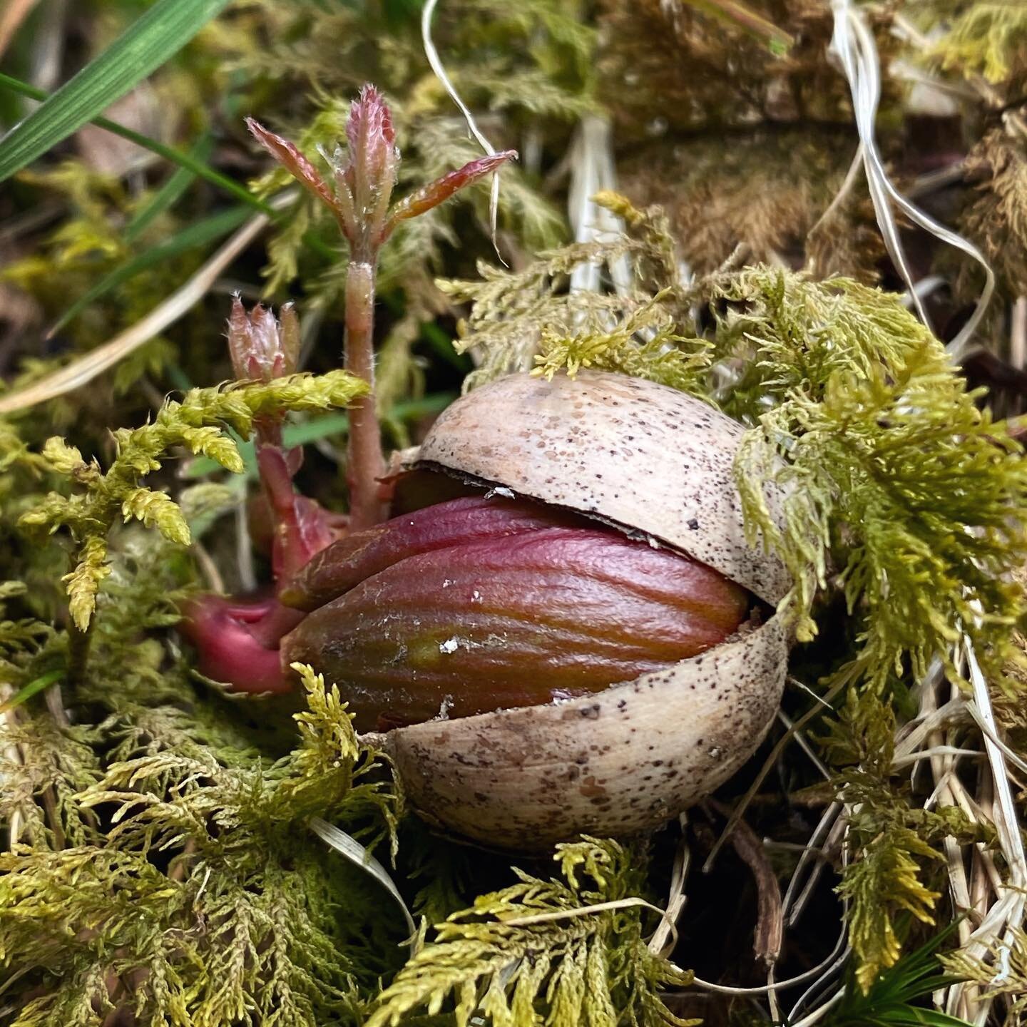 Wonderful to see last years bumper crop of acorns have germinated and taken root in the little patch of local woodland. With luck they will hopefully grow to be strong and healthy to help regenerate the woodland, which has saplings of various ages, s