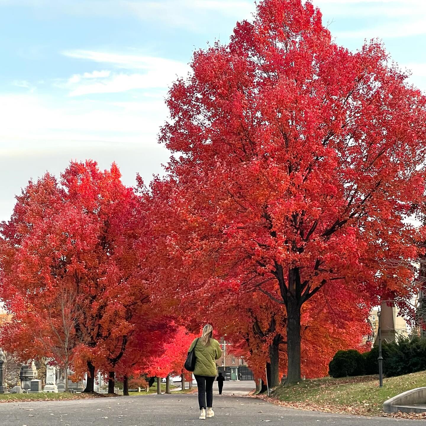 Late post of amazing fall foliage in Greenwood Cemetery a few weeks ago. The maples near the Ft. Hamilton Pkwy entrance never disappoint. #greewoodcemetery #windsorterracebrooklyn #leafpeeping
