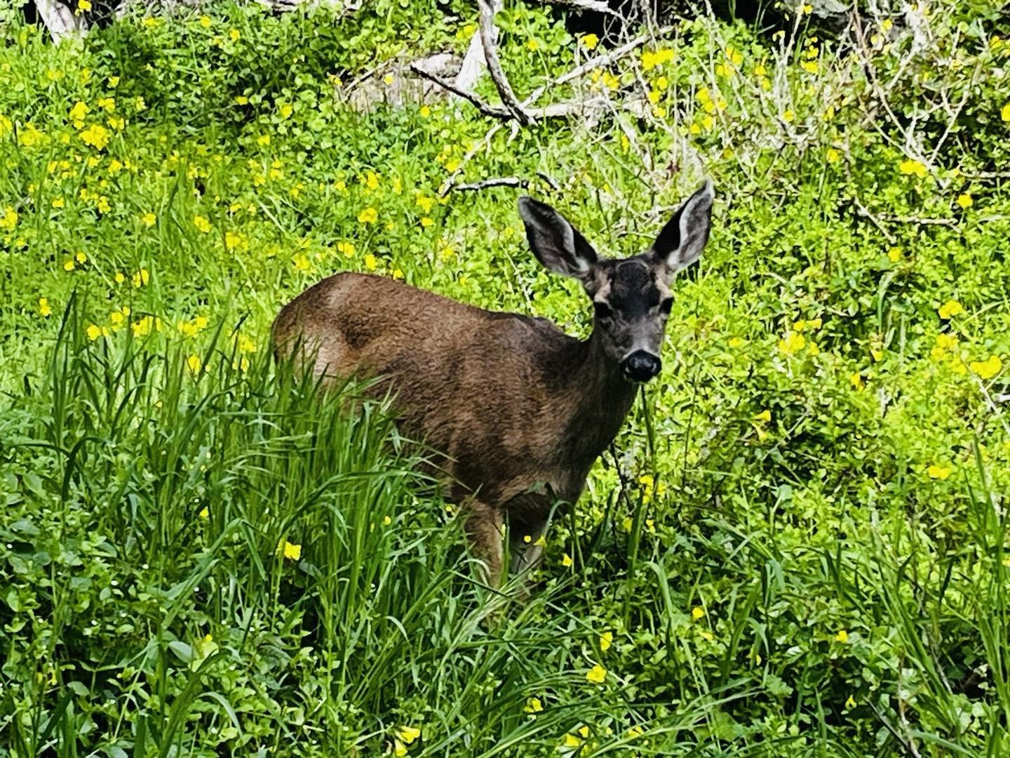 I happened upon this adorable deer at Point Lobos in Carmel last week. 

Deer always remind me of how our Abba Daddy cares for us. He is the provider of our needs and delights in every detail of our lives. 

He KNOWS you. 
He KNOWS what concerns you.