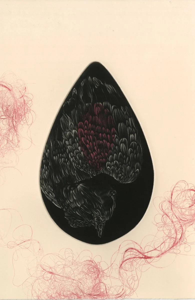 Roadkill Diaries Entry 03: Black Dove (Drop of Blood)