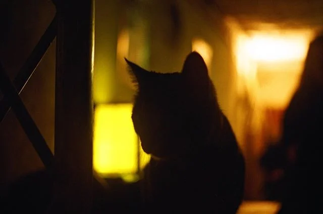 An unexpected guest performer @sofarsoundsparis. Somewhere along the line 8.
.
.
.
#35mmparis #paris #france #parisjetaime #parismaville #parismonamour #parislove #parislife #seemyparis #sofarparis #cat #catsofinstagram #silhouette #parisbynight #35m