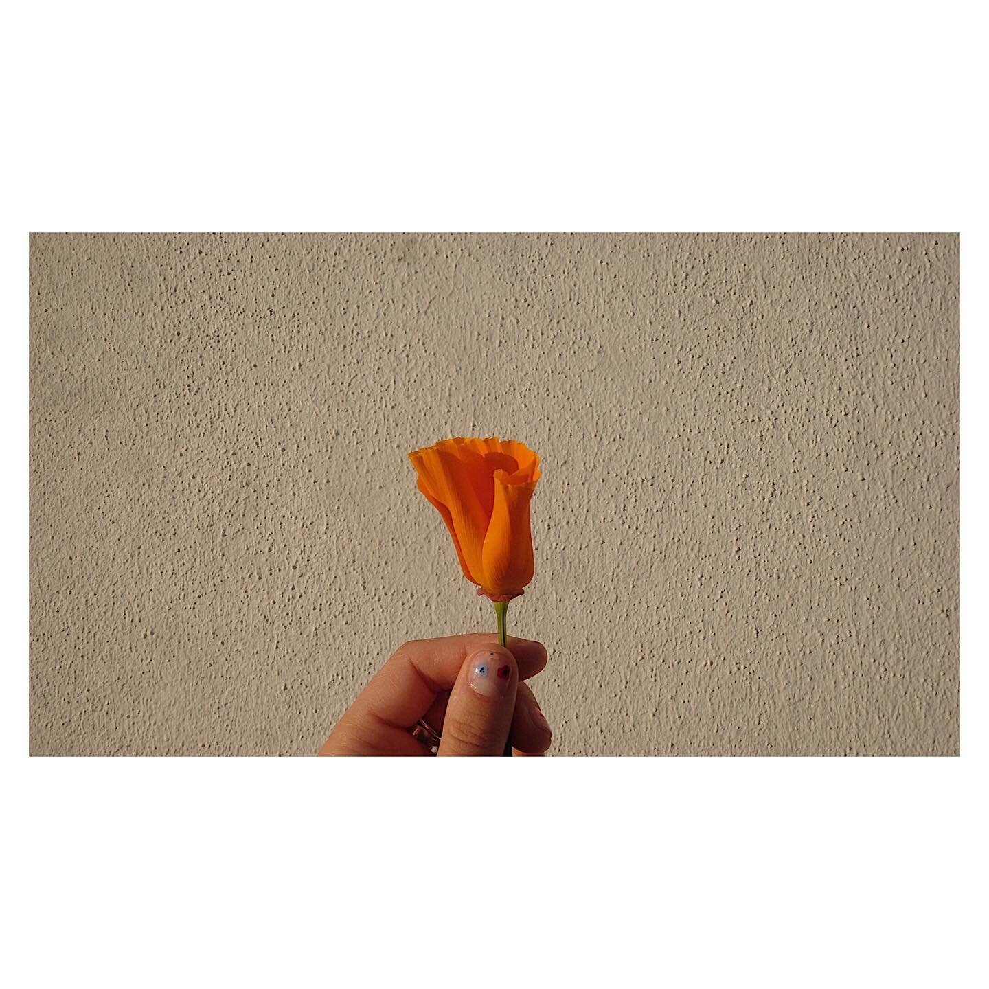 An orange poppy pinched from a hotel garden down the road on one of our daily outings the other week. Couldn&rsquo;t really get a pic that did it justice, they were practically neon!

Reminded me that I actually have some orange leopardy print silk I