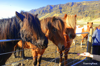 Icelandic horses, super friendly :)