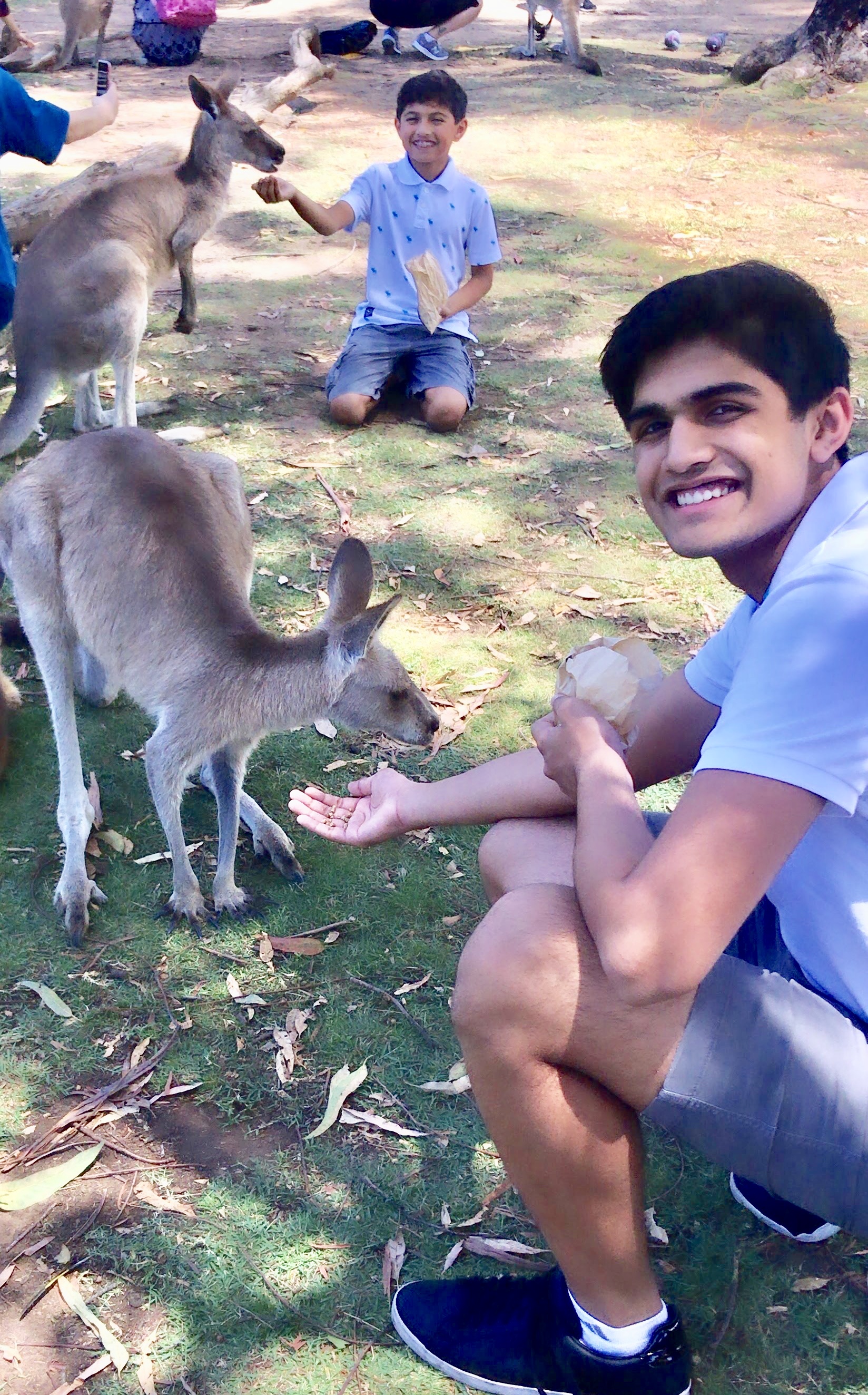 Feeding the friendly kangaroos
