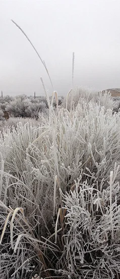 Tsukimi_Frozen_Grasses.png