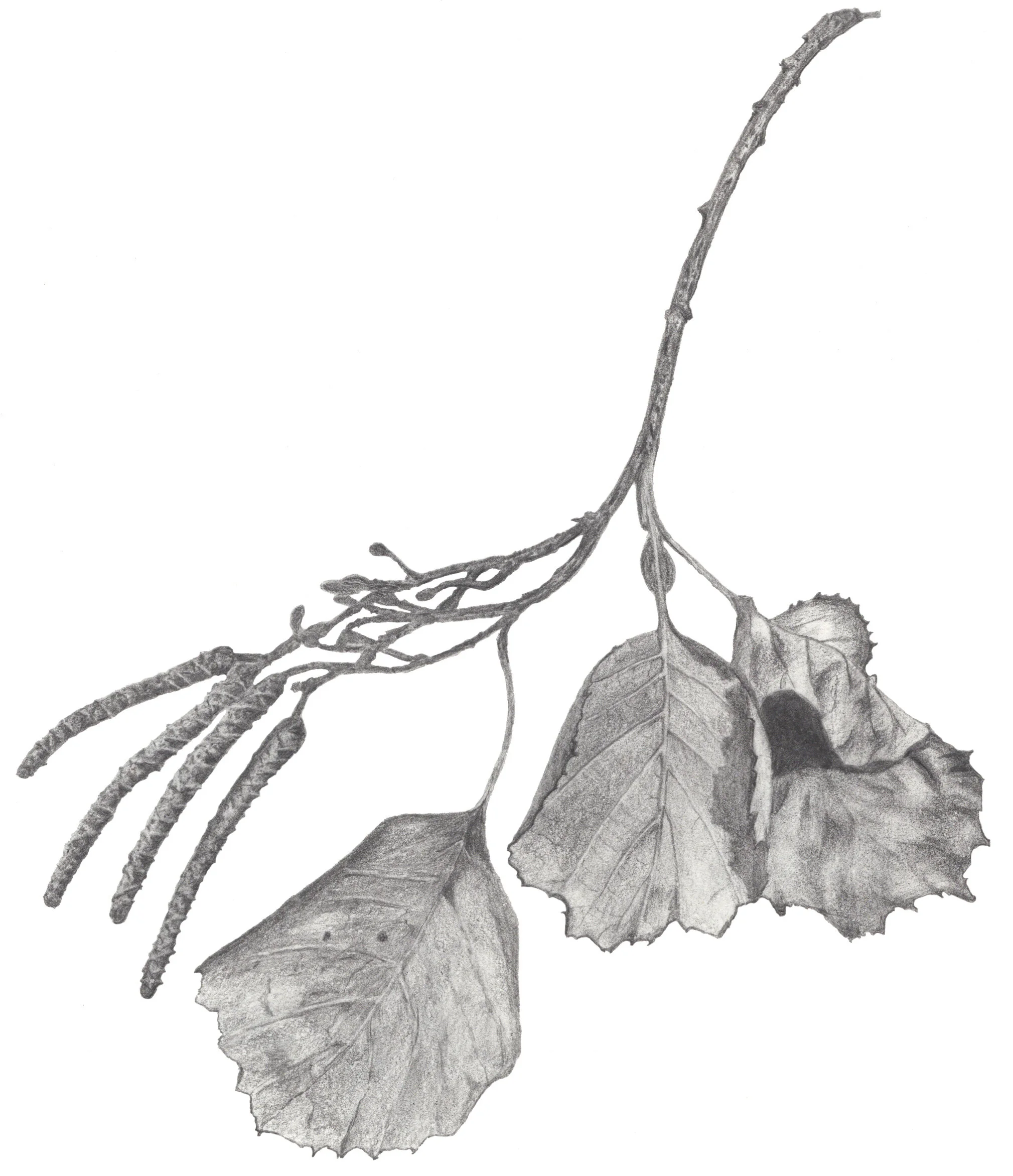 Pencil drawn leaves copy.jpg