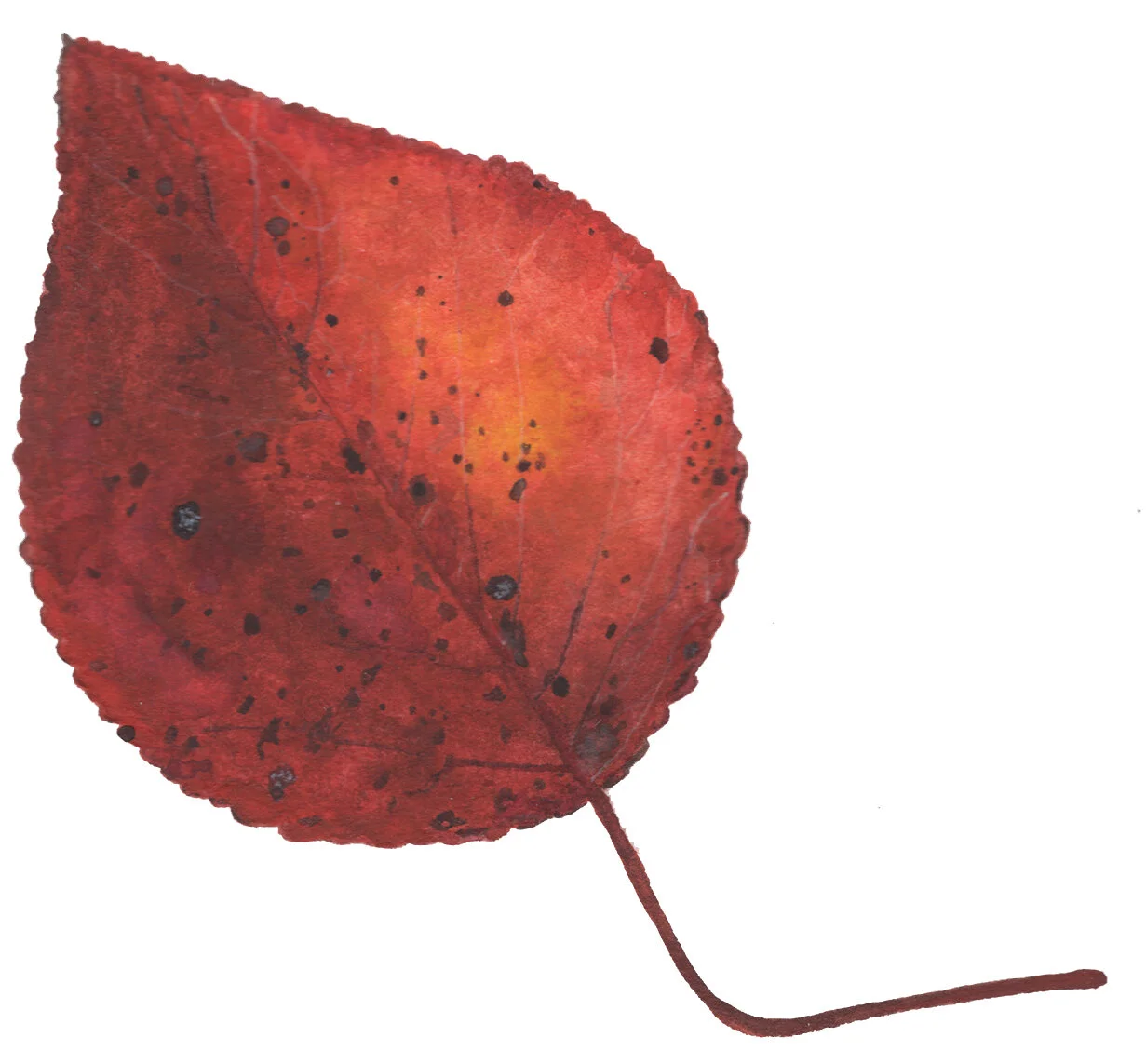 Fall Leaf 7.jpg