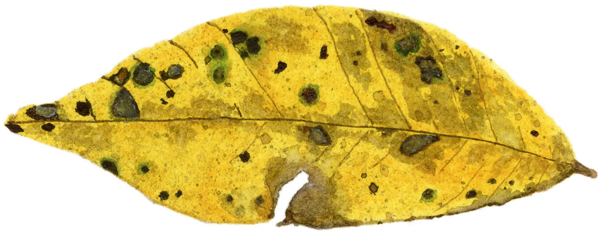 Fall Leaf6.jpg