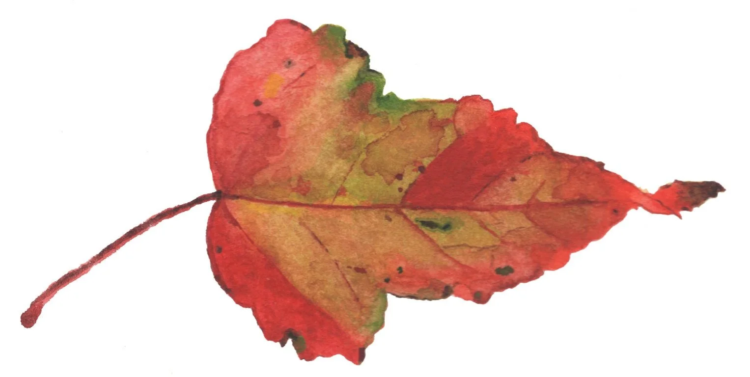 Fall+Leaf+6.jpg
