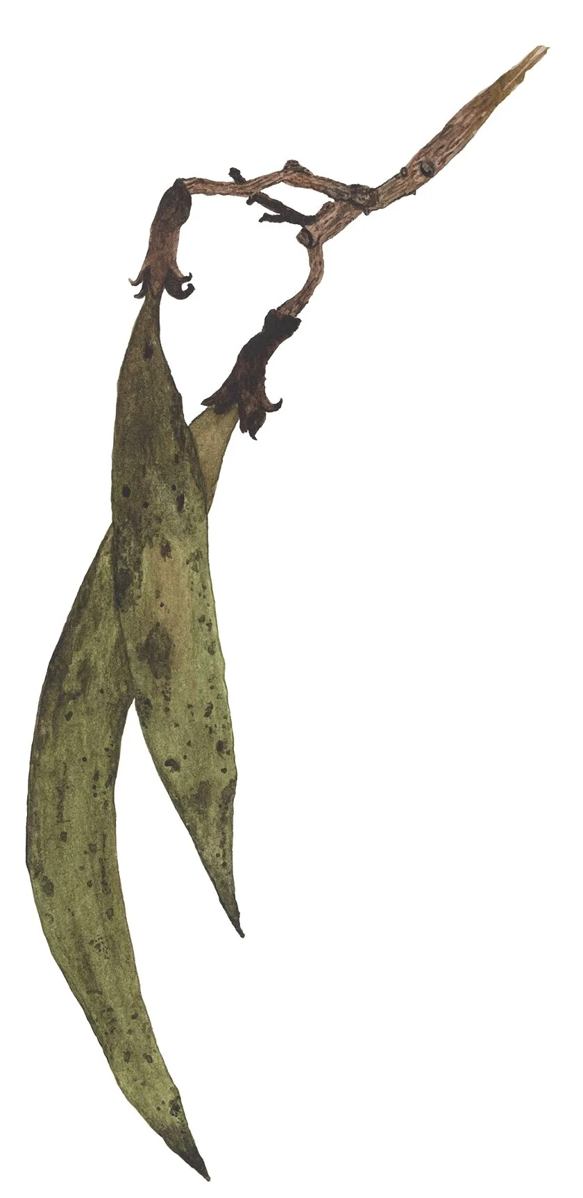 Seed+Pods+Web.jpg