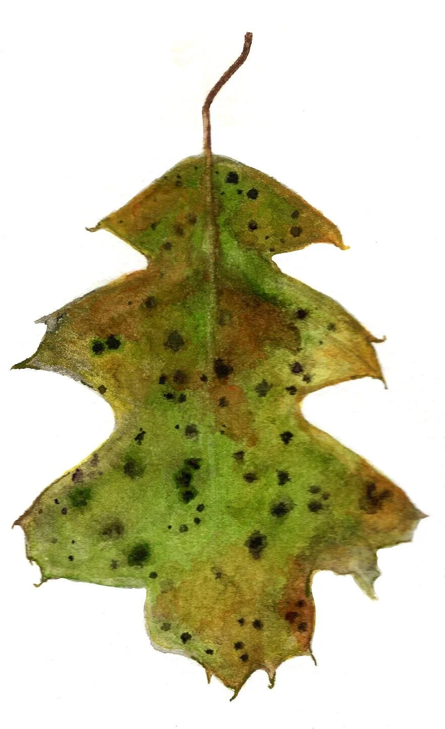 Fall+leaf9.jpg