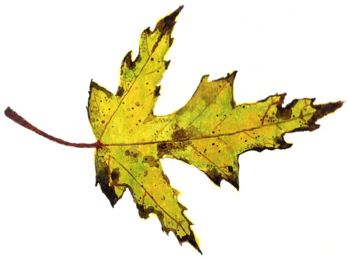 Fall%2BLeaf.jpg