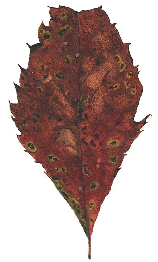 Fall+Leaf+Web.jpg