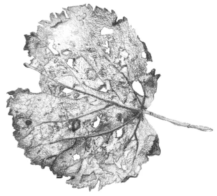 pencil+drawing+leaf1.jpg