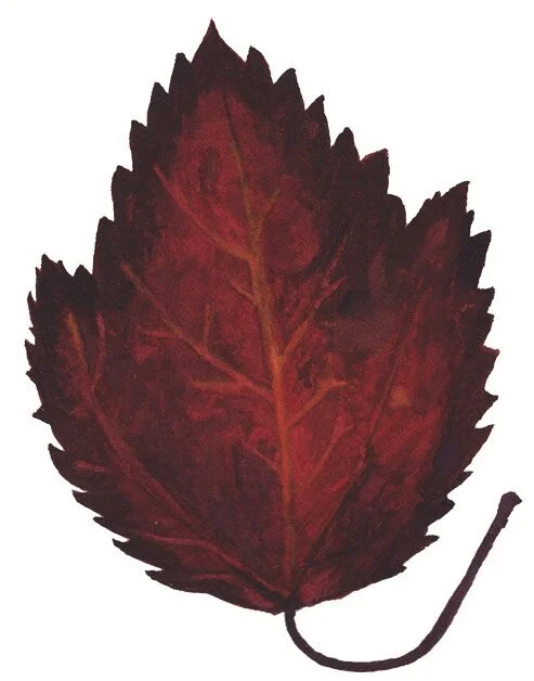 Fall+Leaf+12.jpg