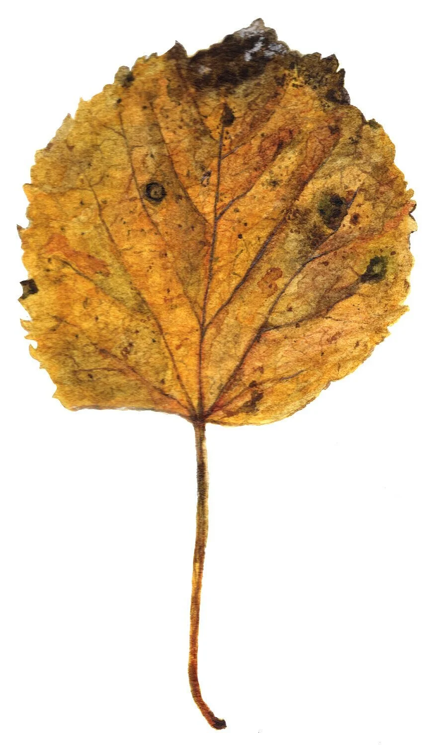 Fall+Leaf10.jpg