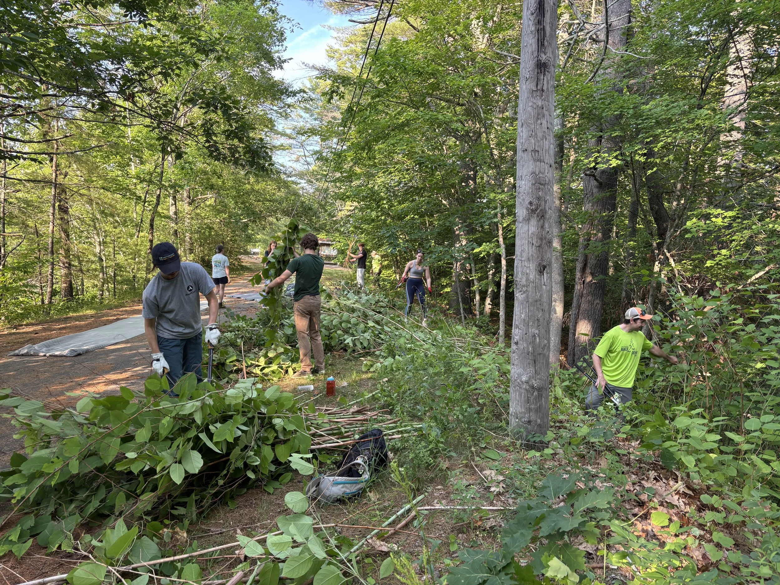 Invasive Plant Removal Day - Rivermeadow Nature Preserve