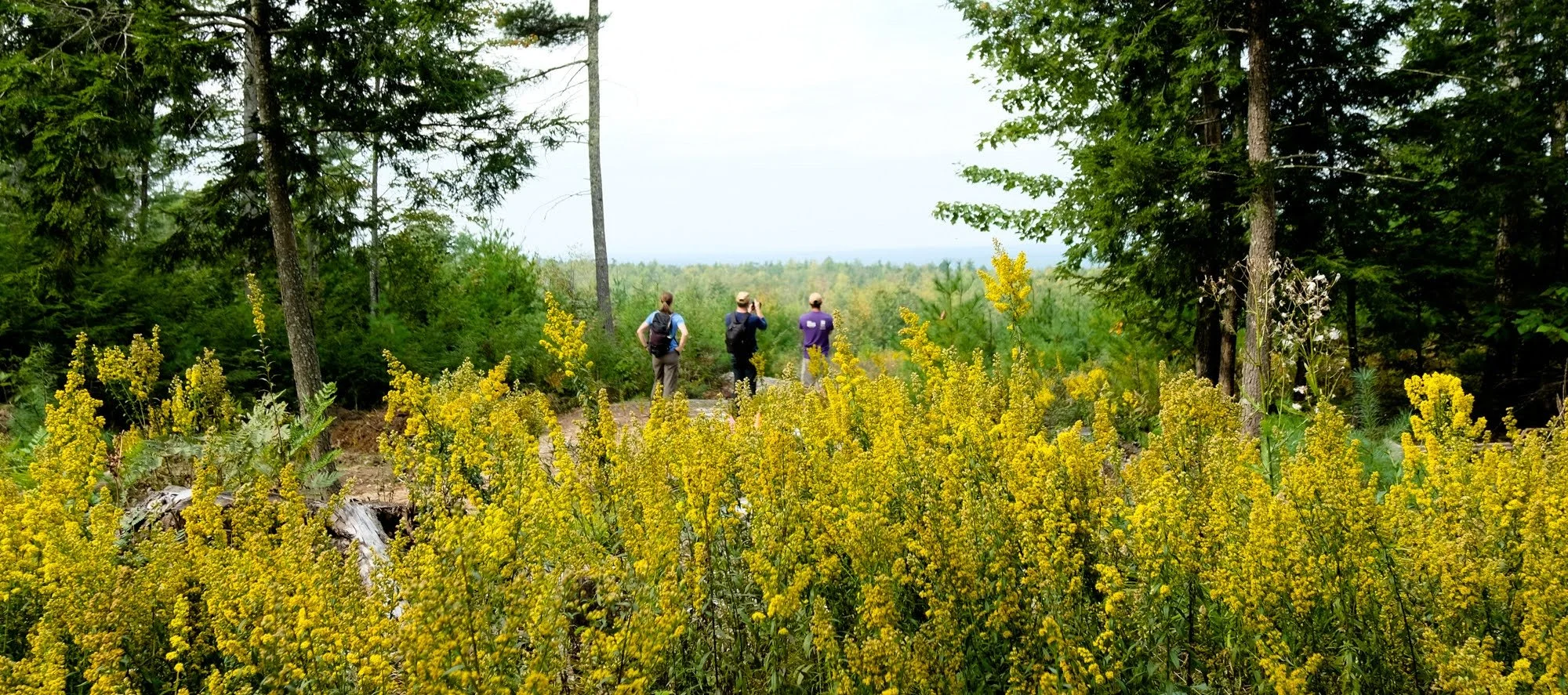 Re-introducing Windham Community Forest