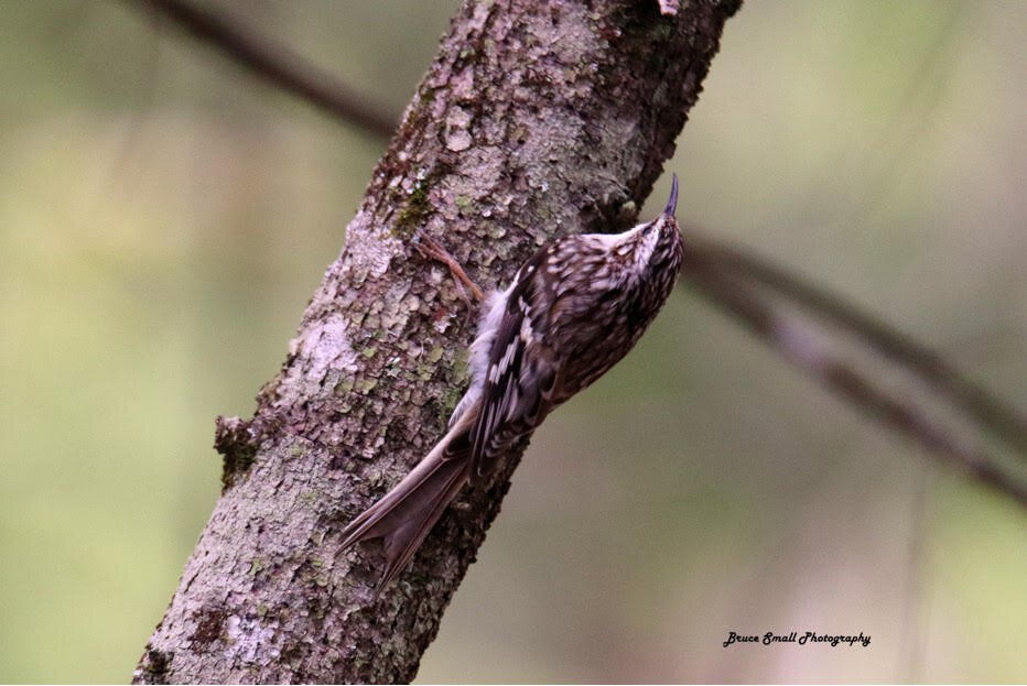 BrownCreeper.jpg