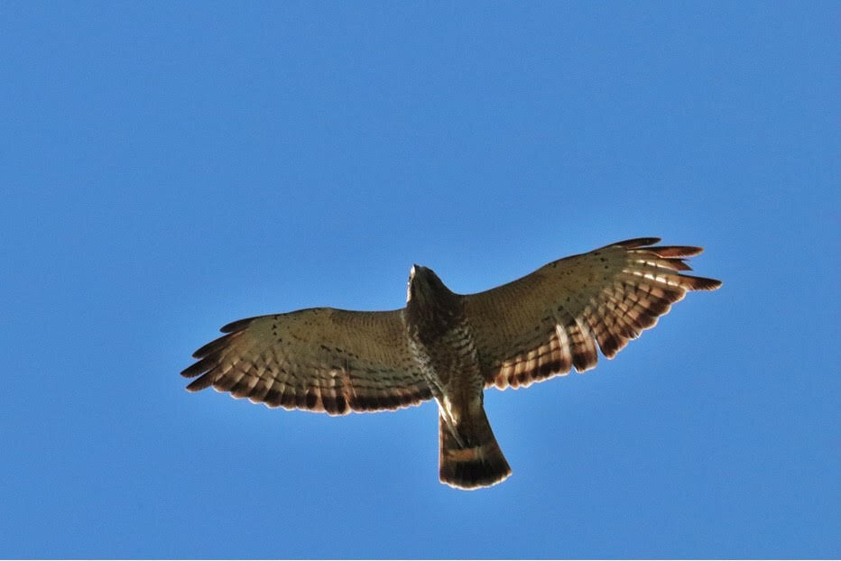 Broadwinged Hawk.jpg