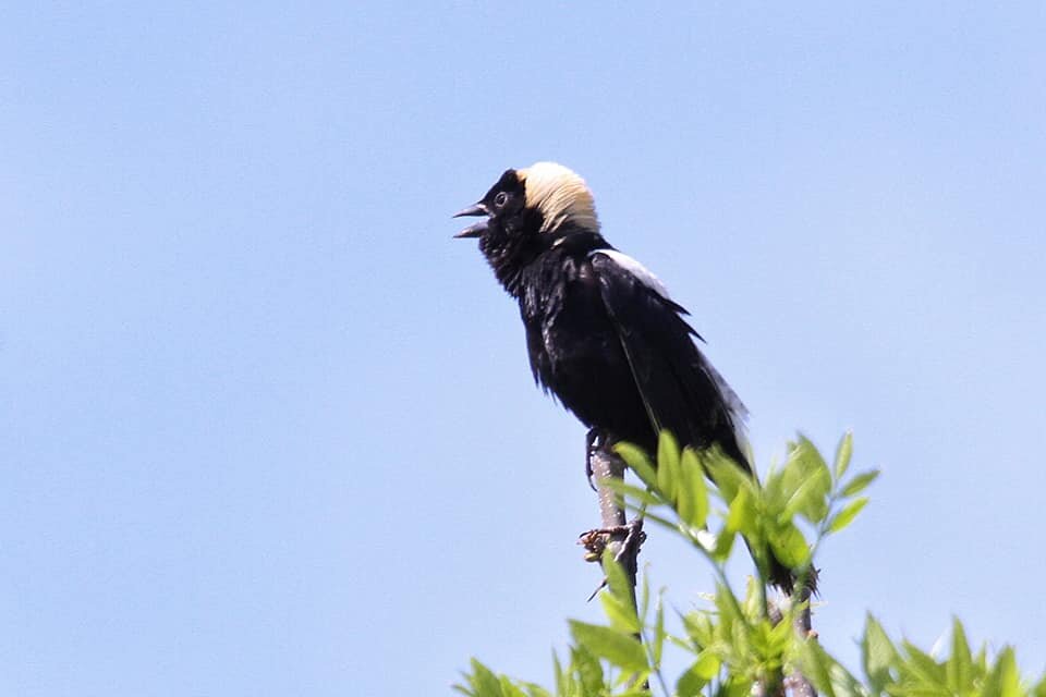 Bobolink.jpg