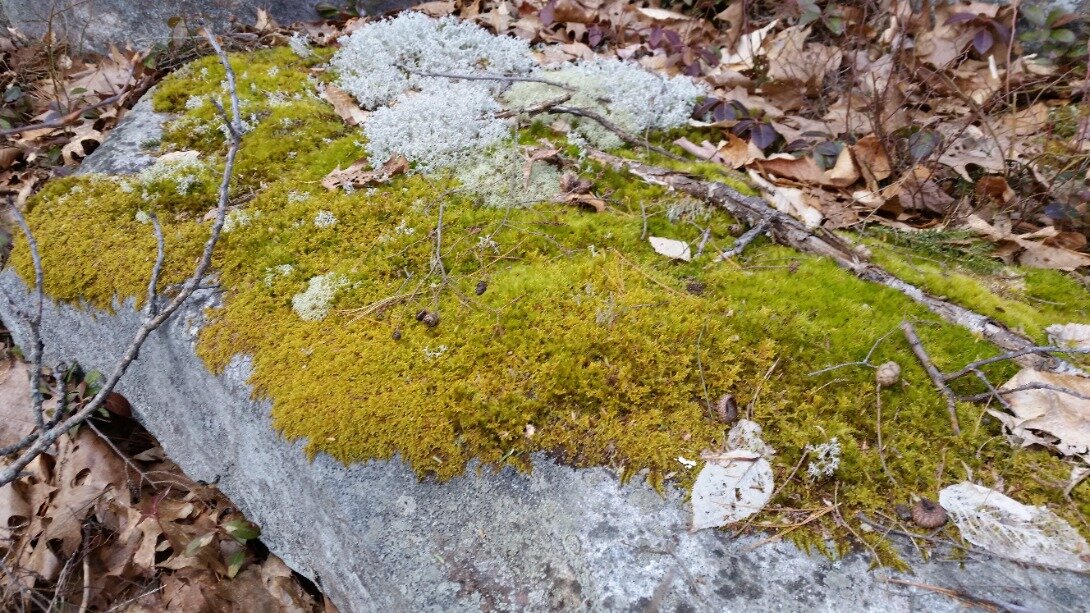 lichen.jpg