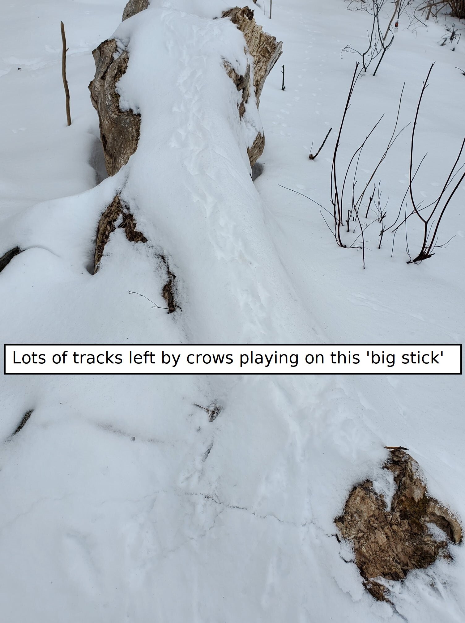 CrowsonStick.jpg