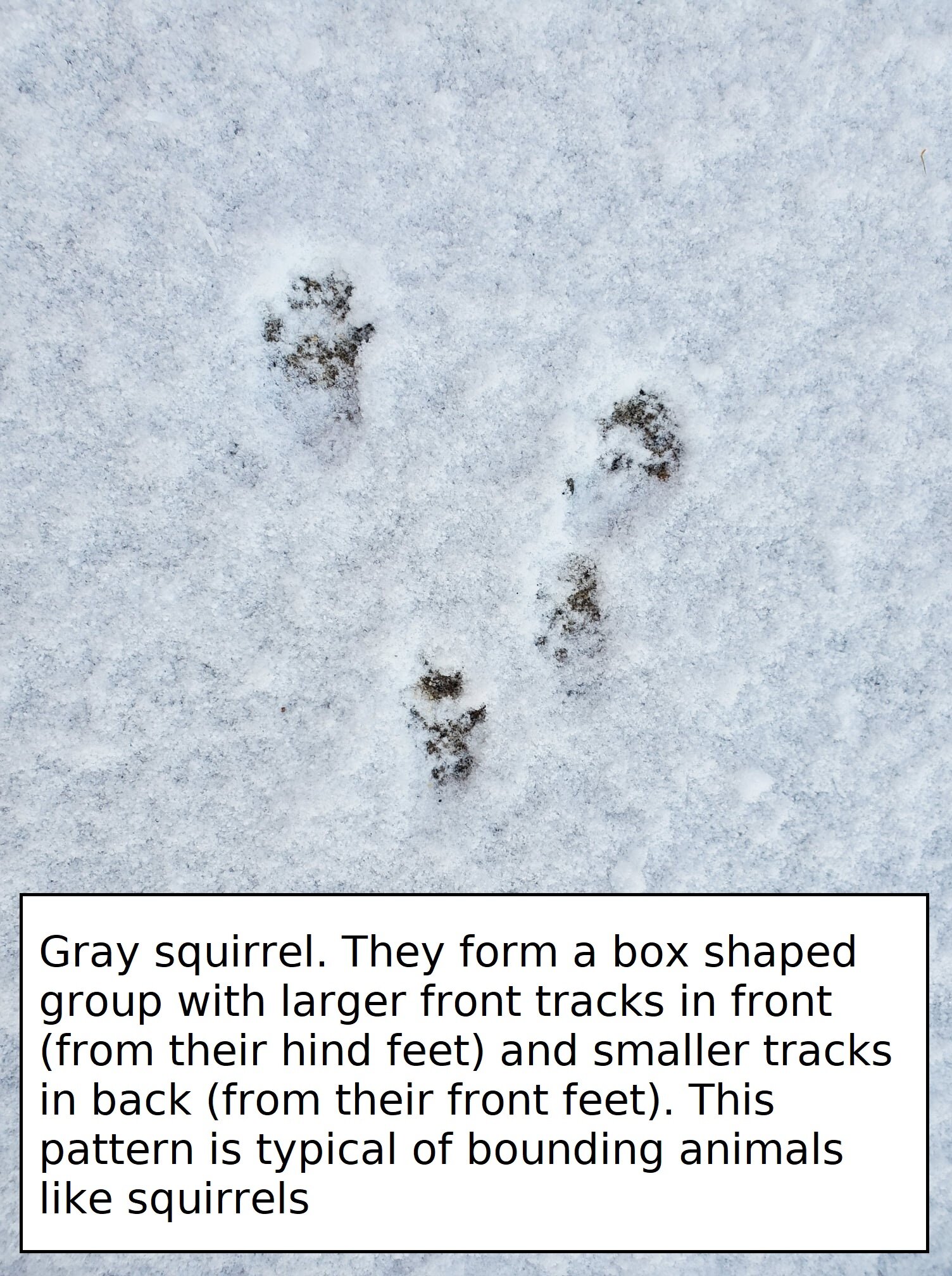 Gray Squirrel.jpg