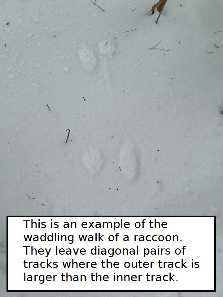 RaccoonM.jpg