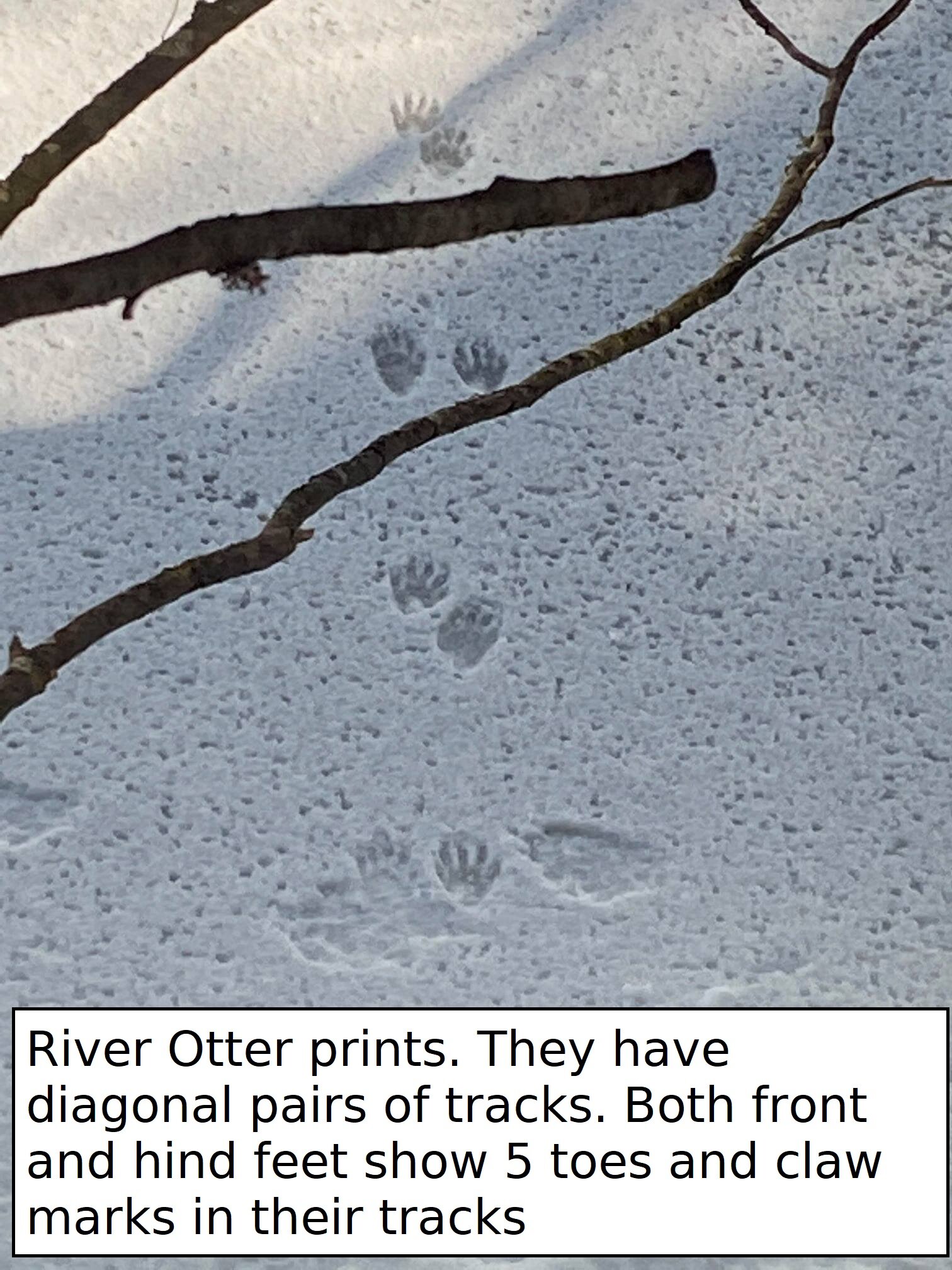 OtterTracks.jpg