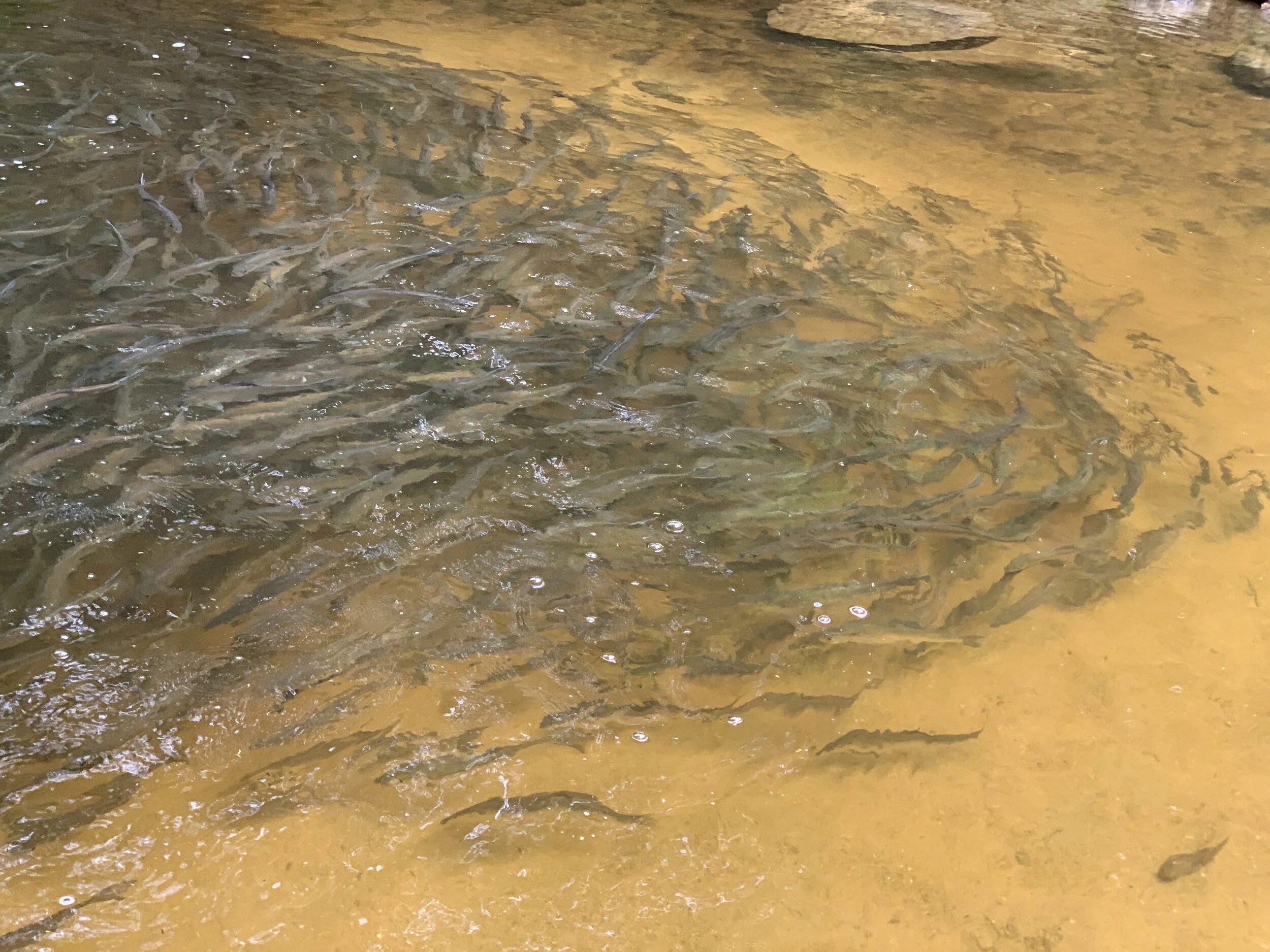 Fish Migration in Greater Portland: Ecology and Natural History of the Alewife